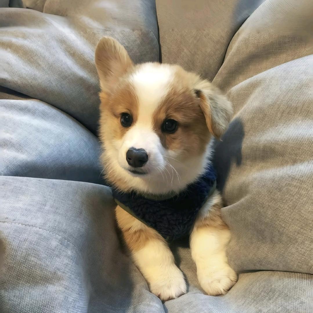 贝贝