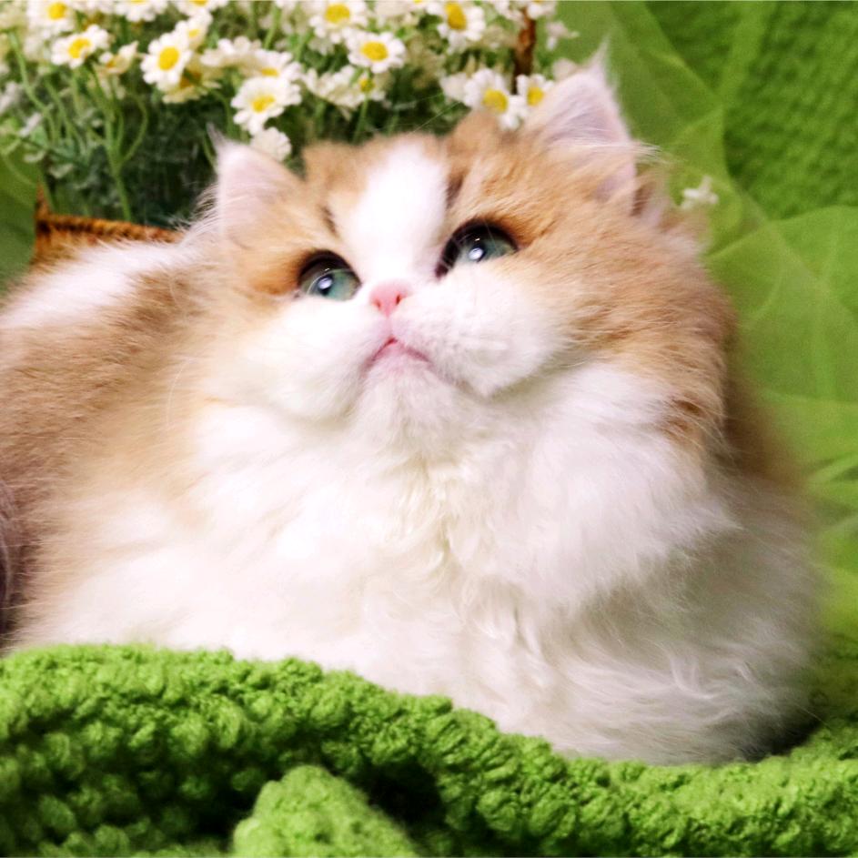 丹姐家猫🐱咪—Hanna猫屋