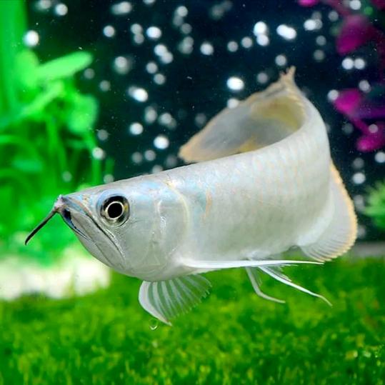 水族馆常春花卉