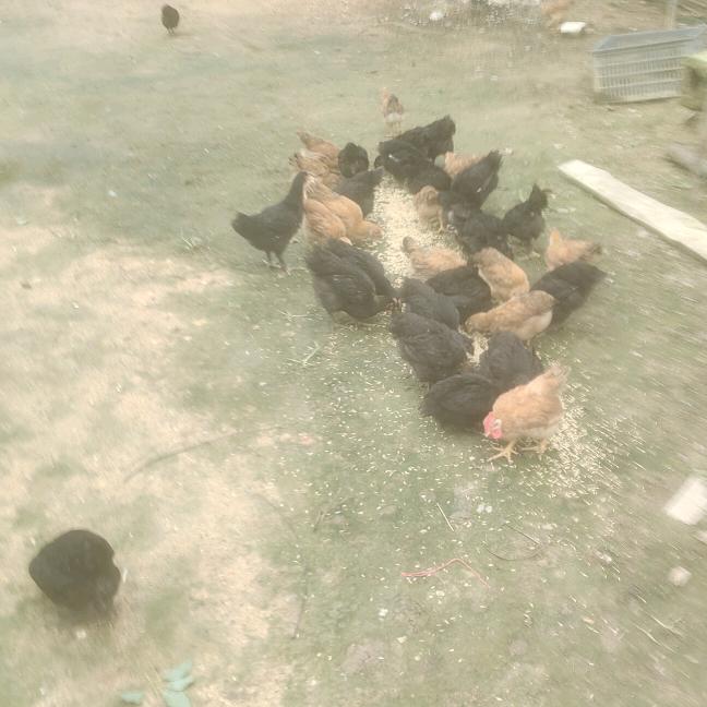 白羊田鸡场欢迎您