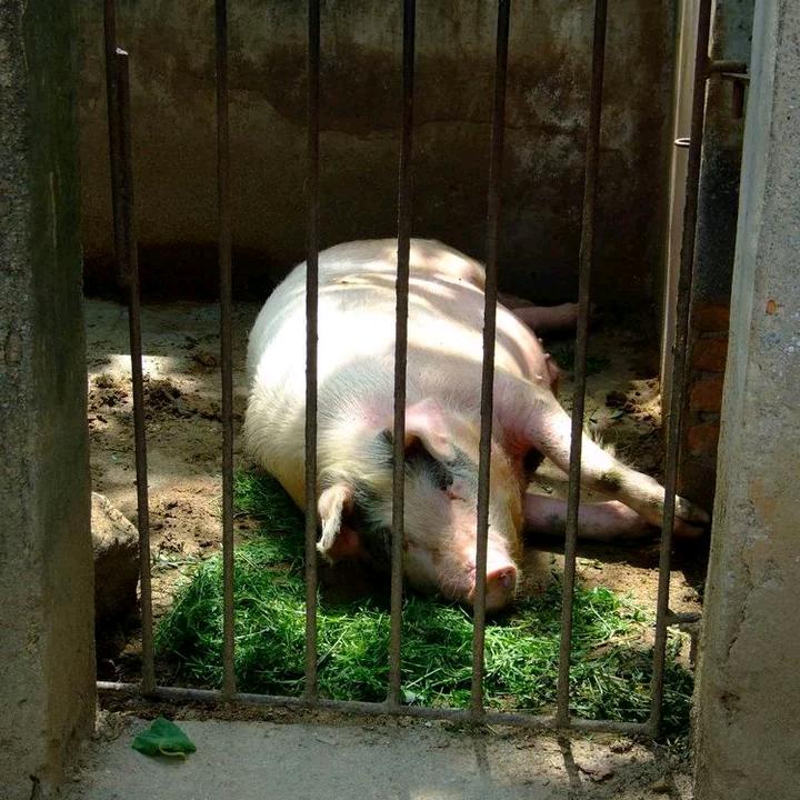 小叶聊养殖