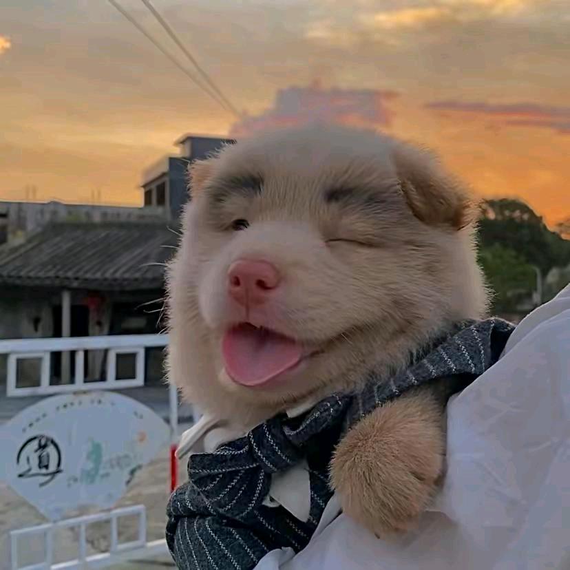 小猪🐷🐷