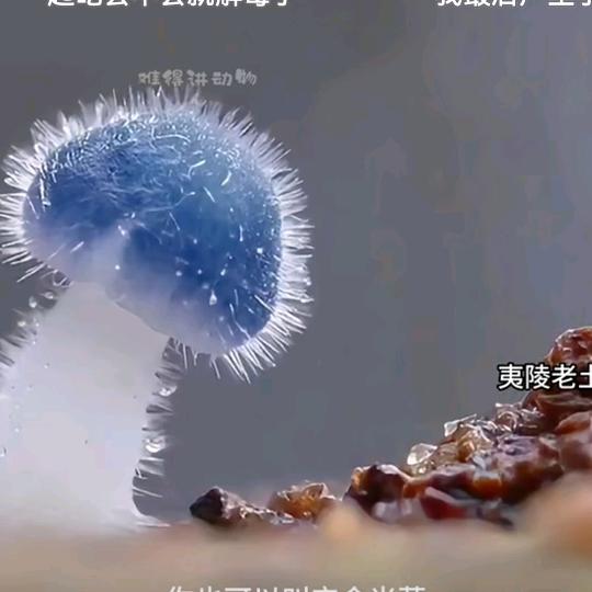 芝麻开门