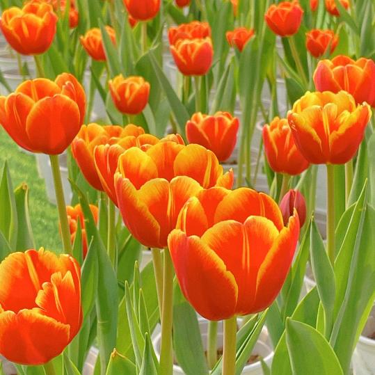 刘小群🌹🌹🌹