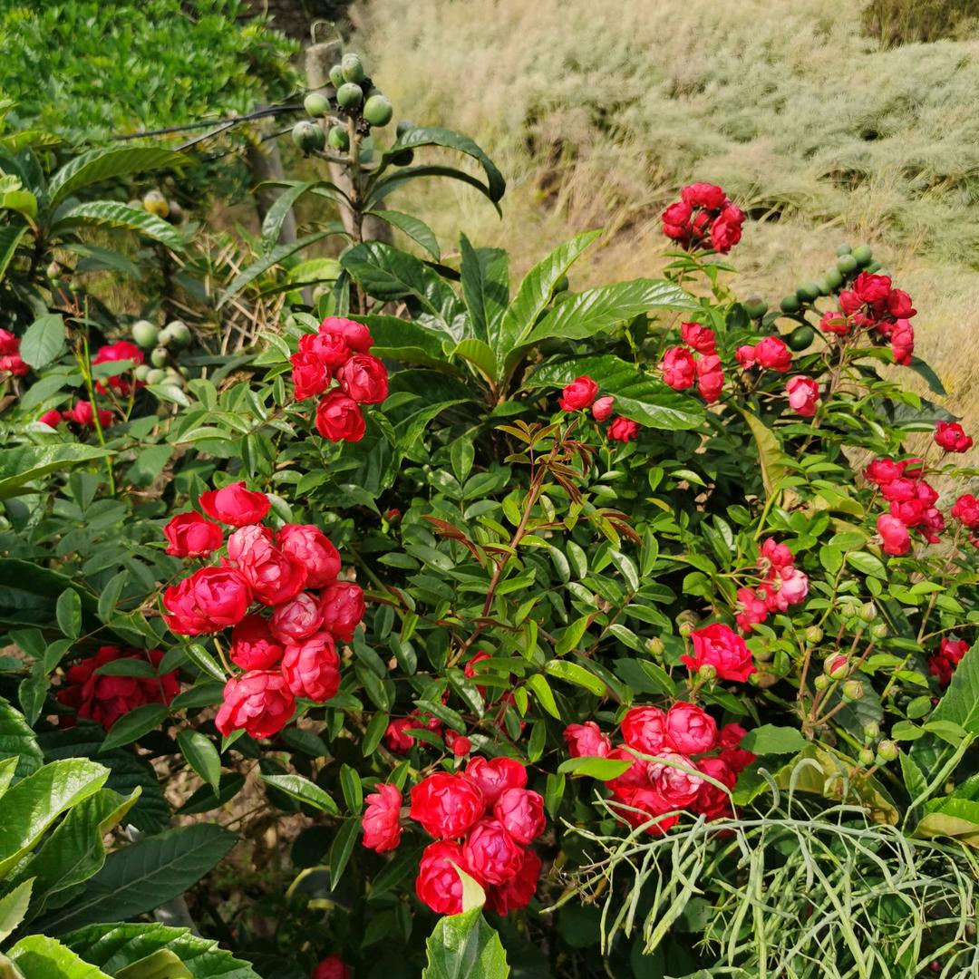 雪中花