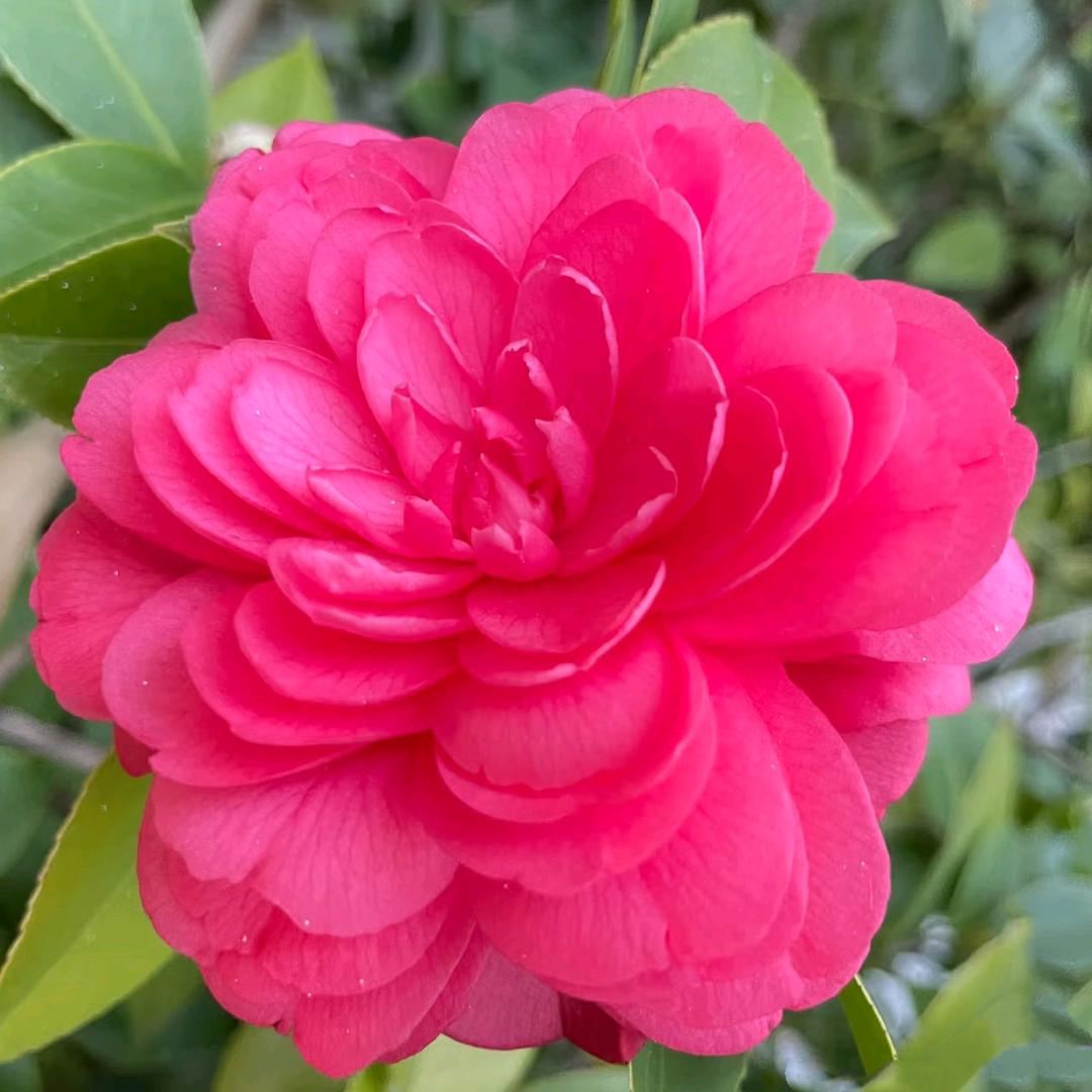 余从英💐