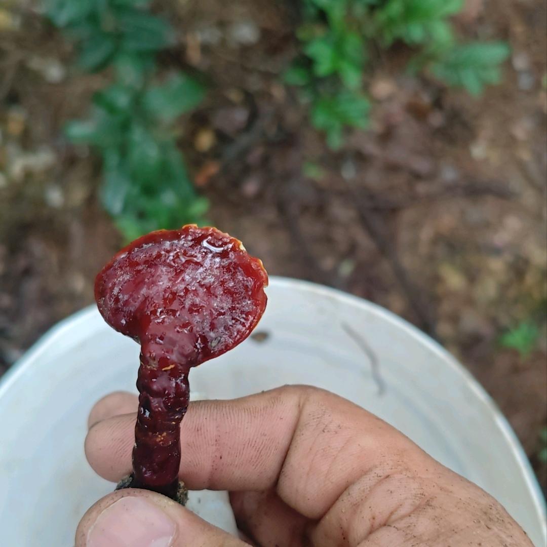 石柱土特产（农副产品）