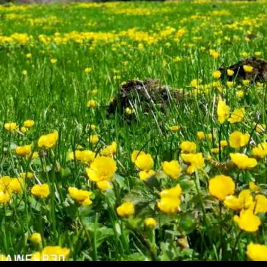 梦哥的日常生活