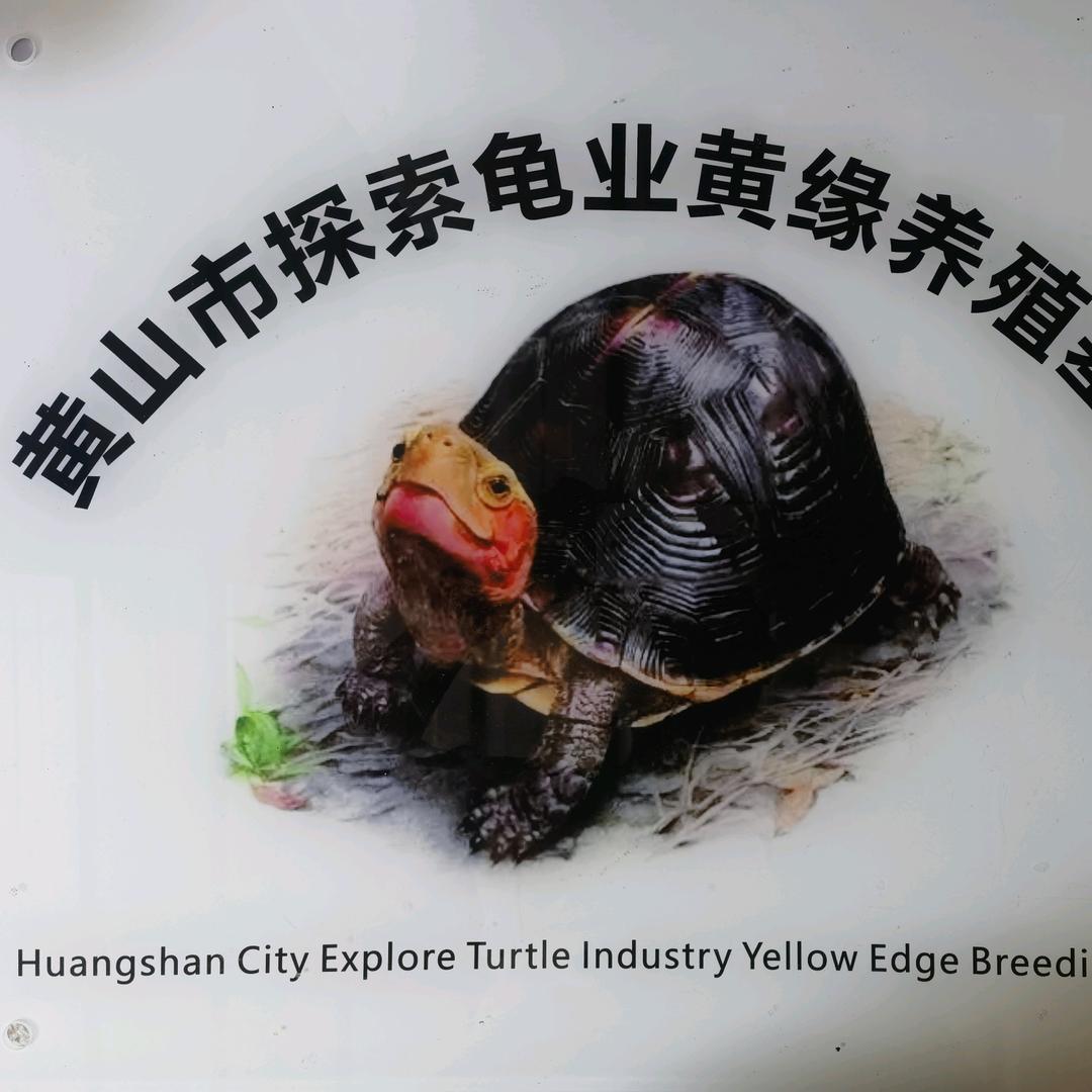 探索龟业