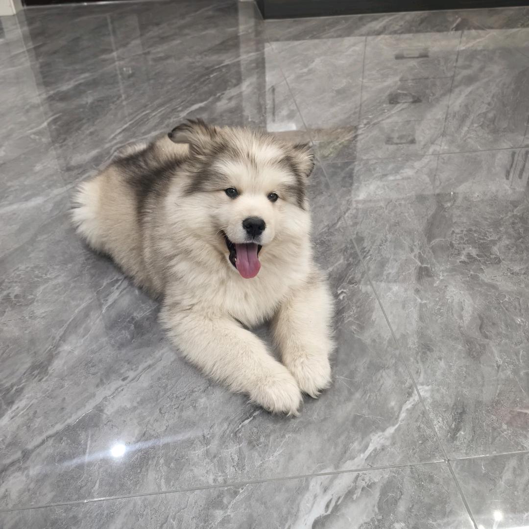 团团🐶