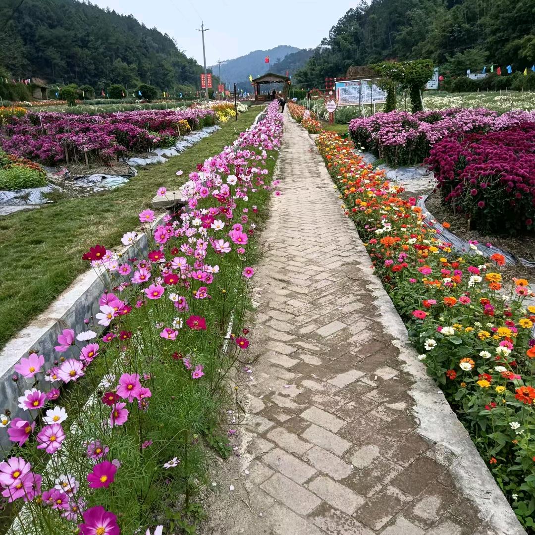 河台黄金菊