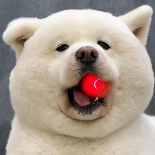 Li😊