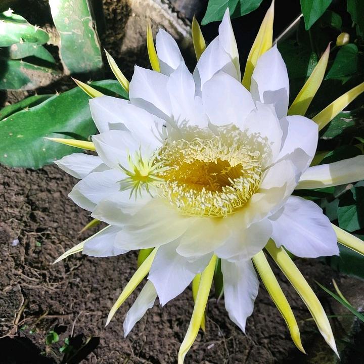 梦随心飞