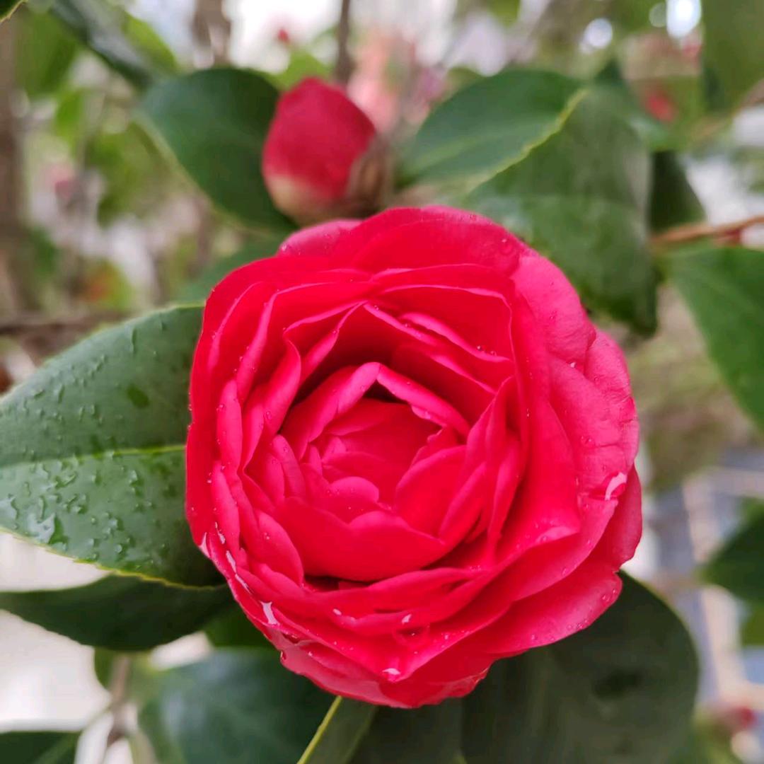 莲莛