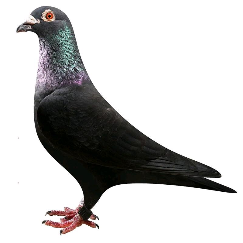 ໑ຼₒ₂5ღ᭄踏雪凌云꧔ꦿ᭄