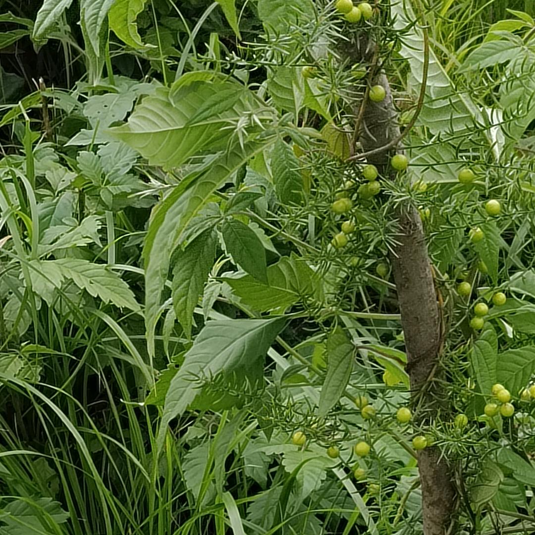 梦源