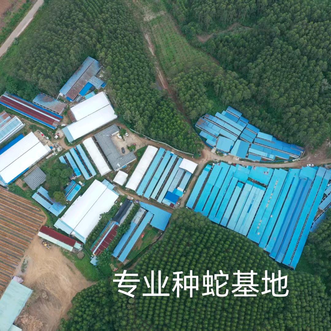 广西蛇类养殖场