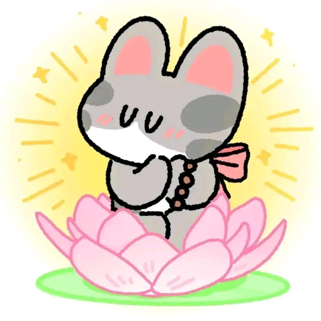 佛系小猫咪