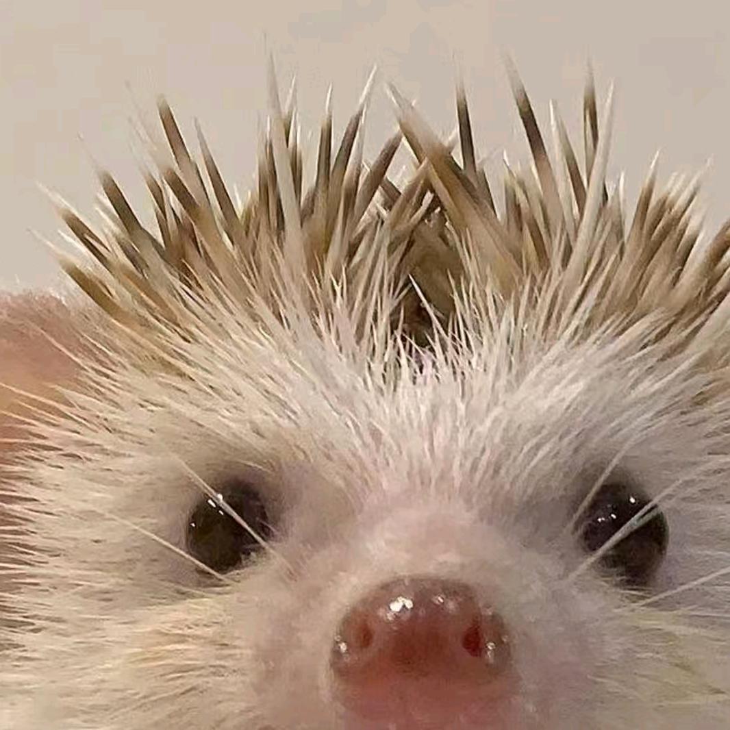 刺猬hedgehog