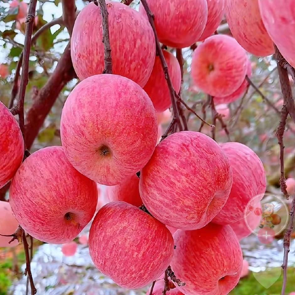 李妹妹顺风顺水1314