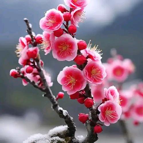 小强🇨🇳