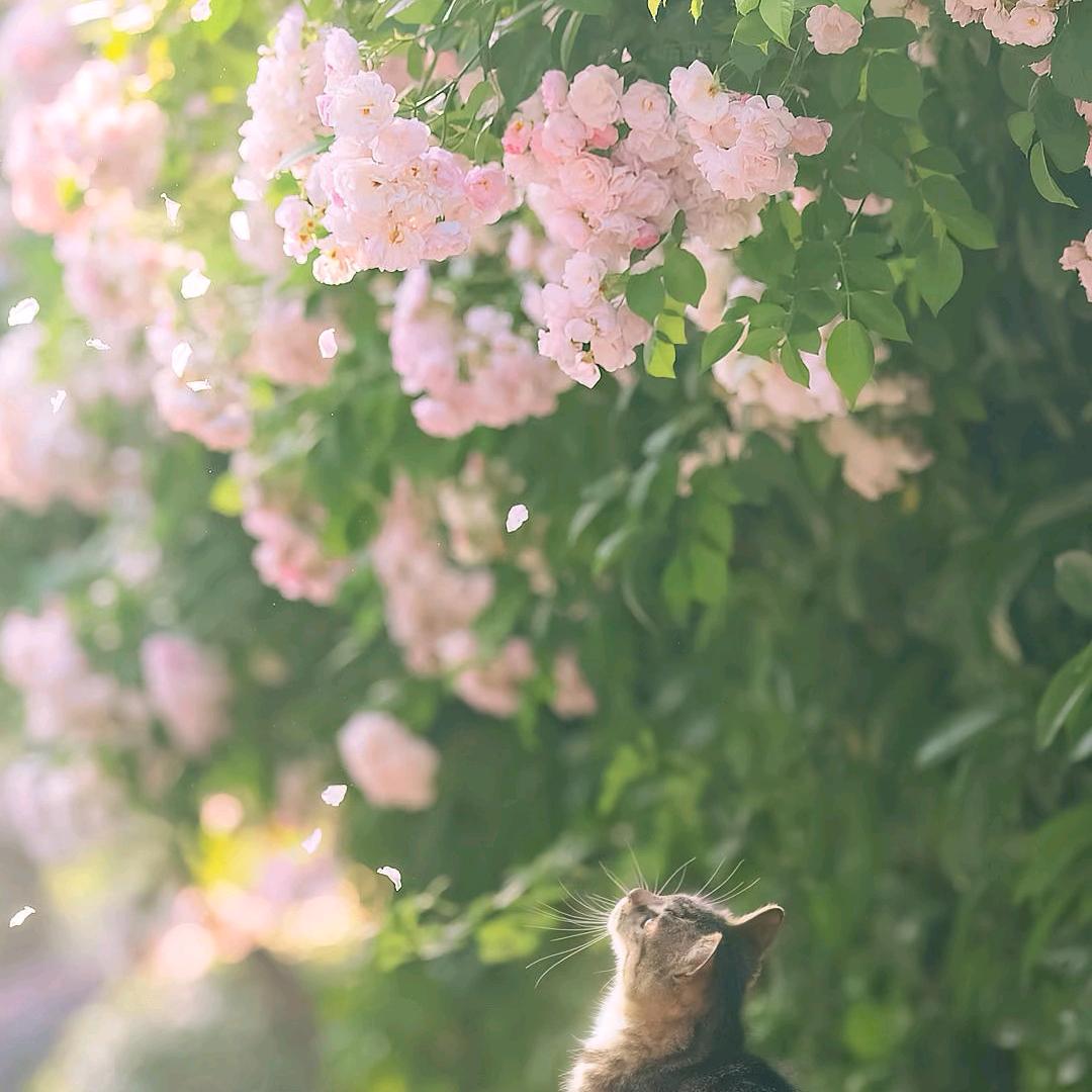 小七