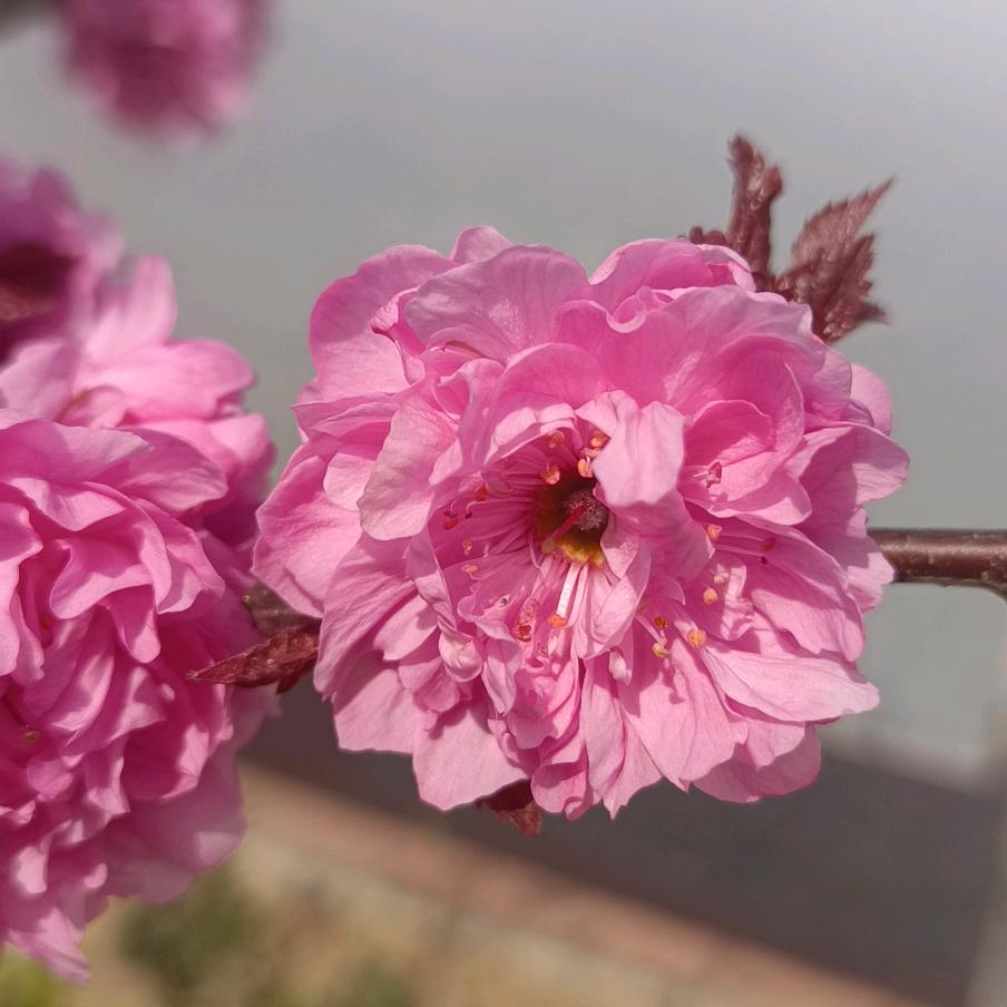 平邑小李谈房