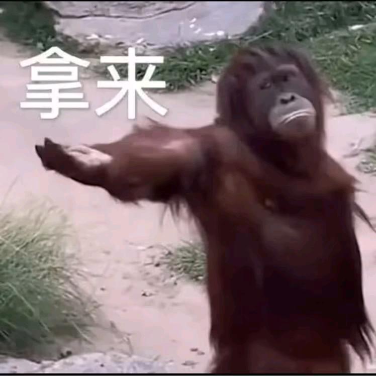 骑上我的小骆驼