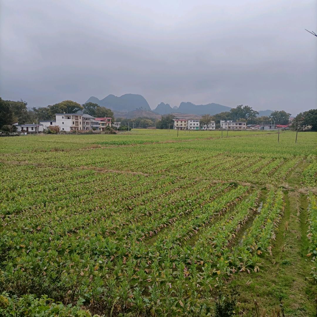 贼好