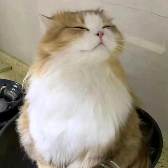 汪墨（复活中）