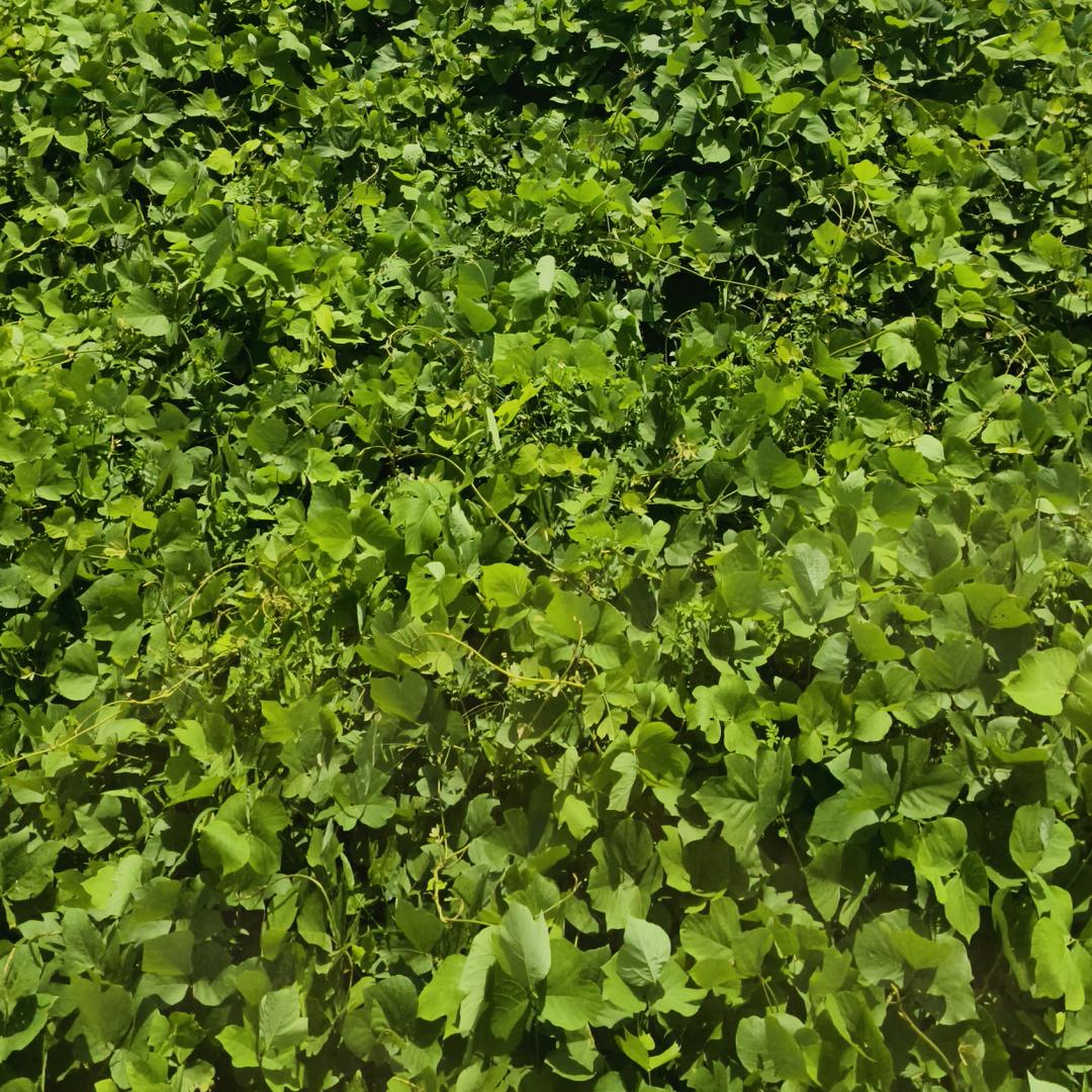 菻刐