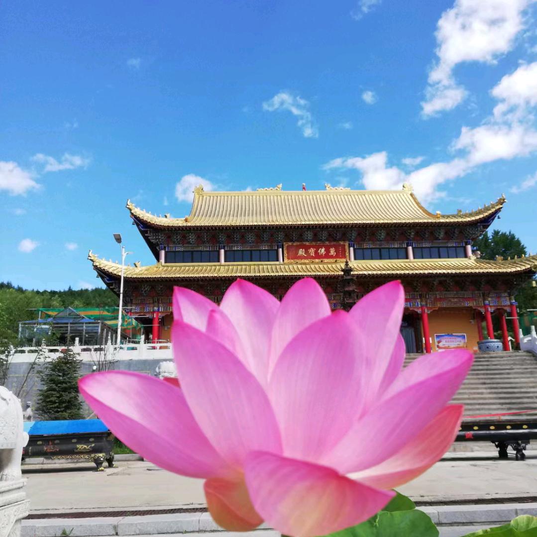 雪莲花🌹🌹🌹