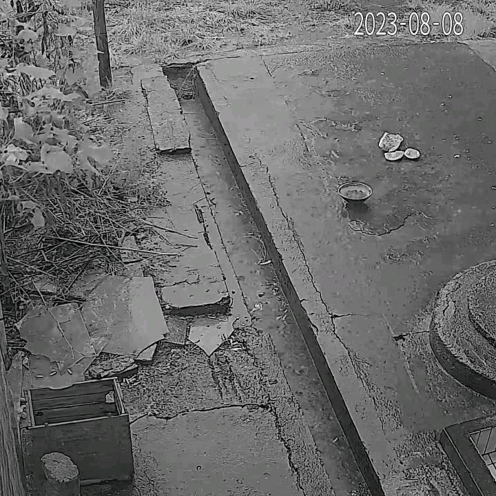 梧桐树