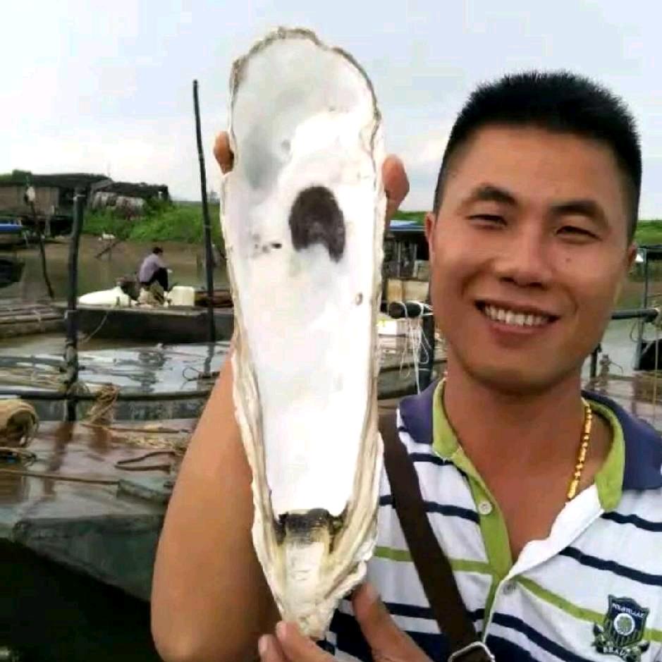 成辉一品生蚝批发