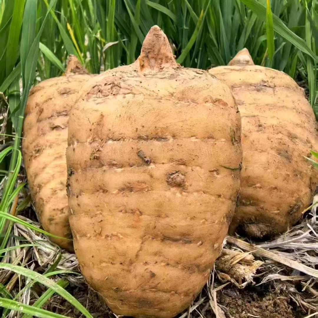 围山一皓   农产品