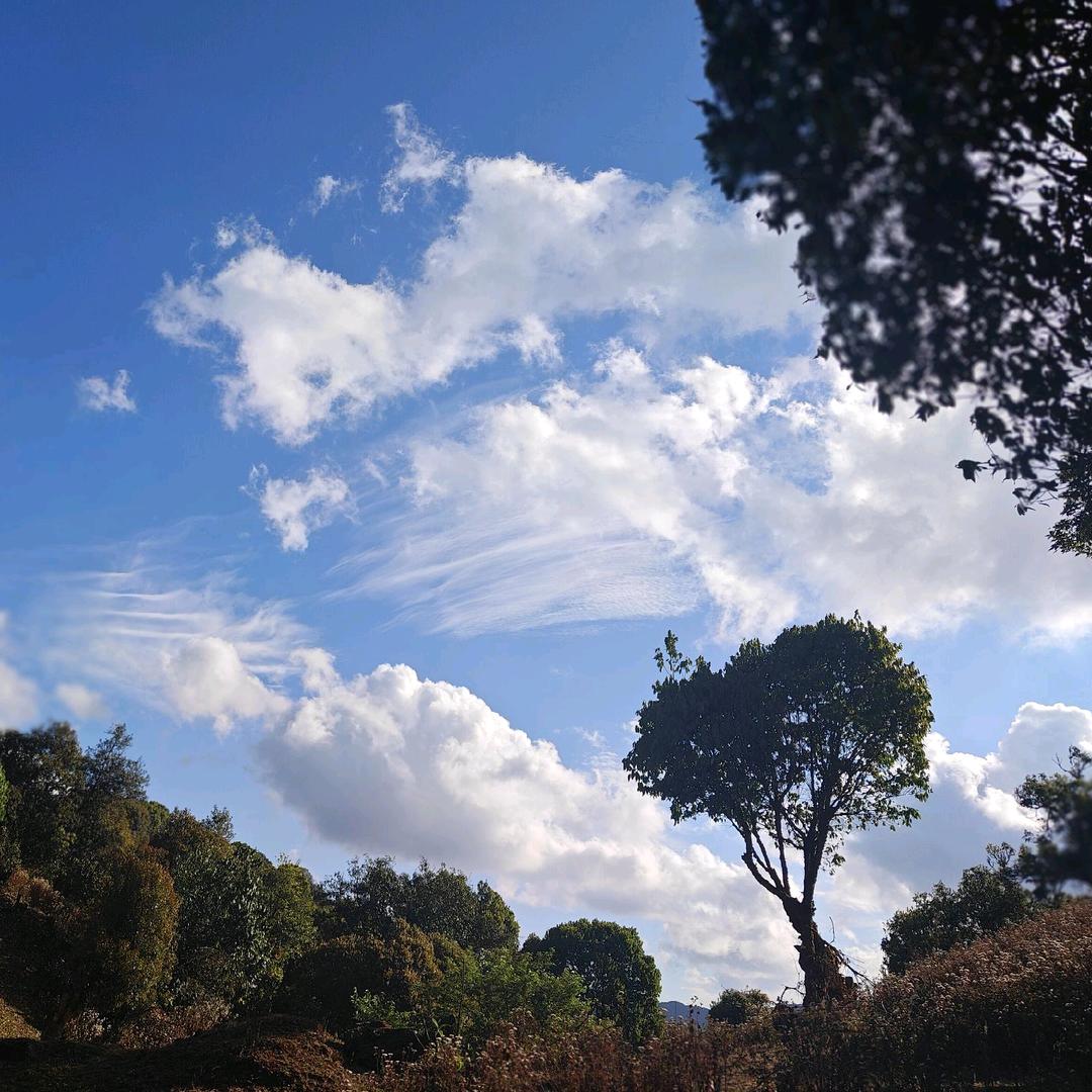 临沧👾知者涞茶业