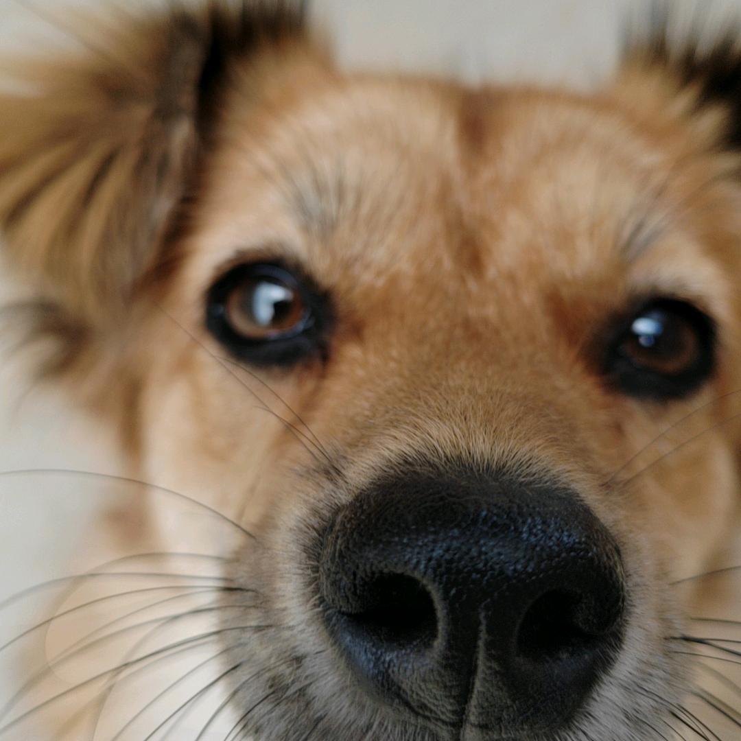 自律的阿豪（爱拉粑粑版）