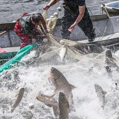 国服梅推荐福利