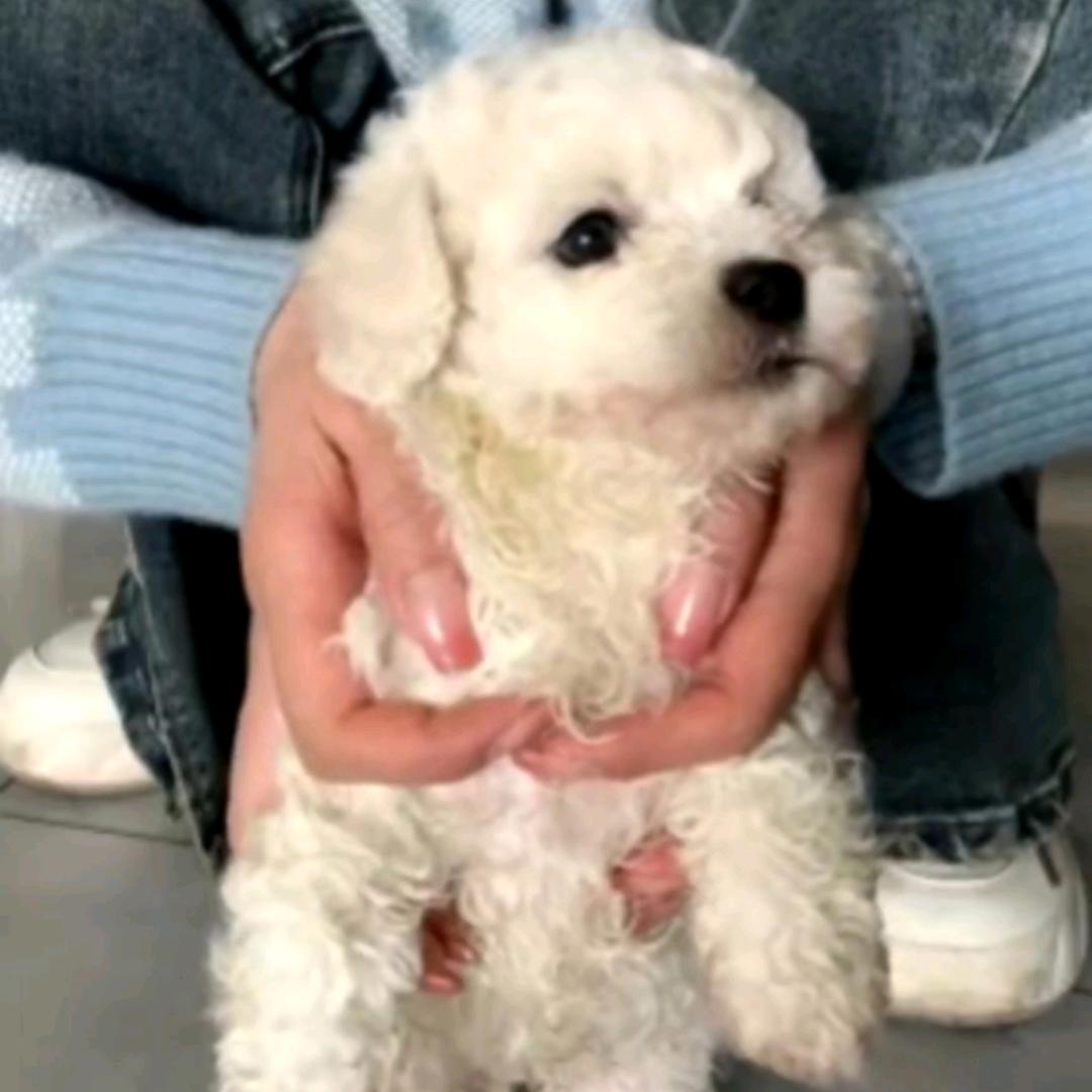 牛牛（小米妈）