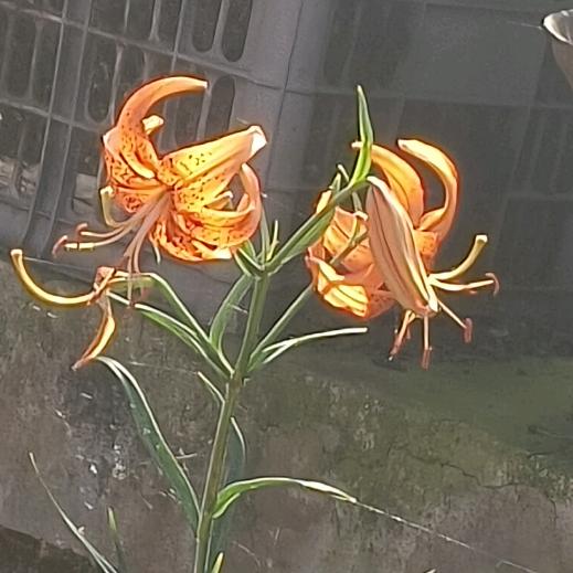柳姐
