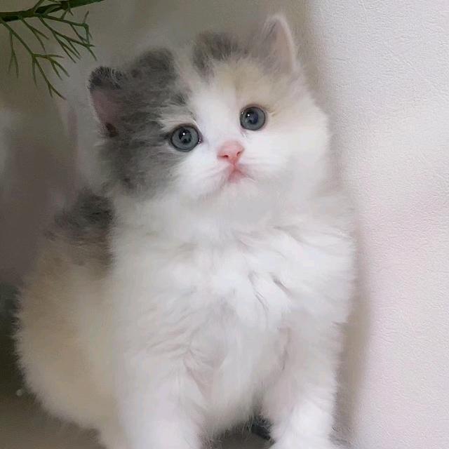 九日名猫