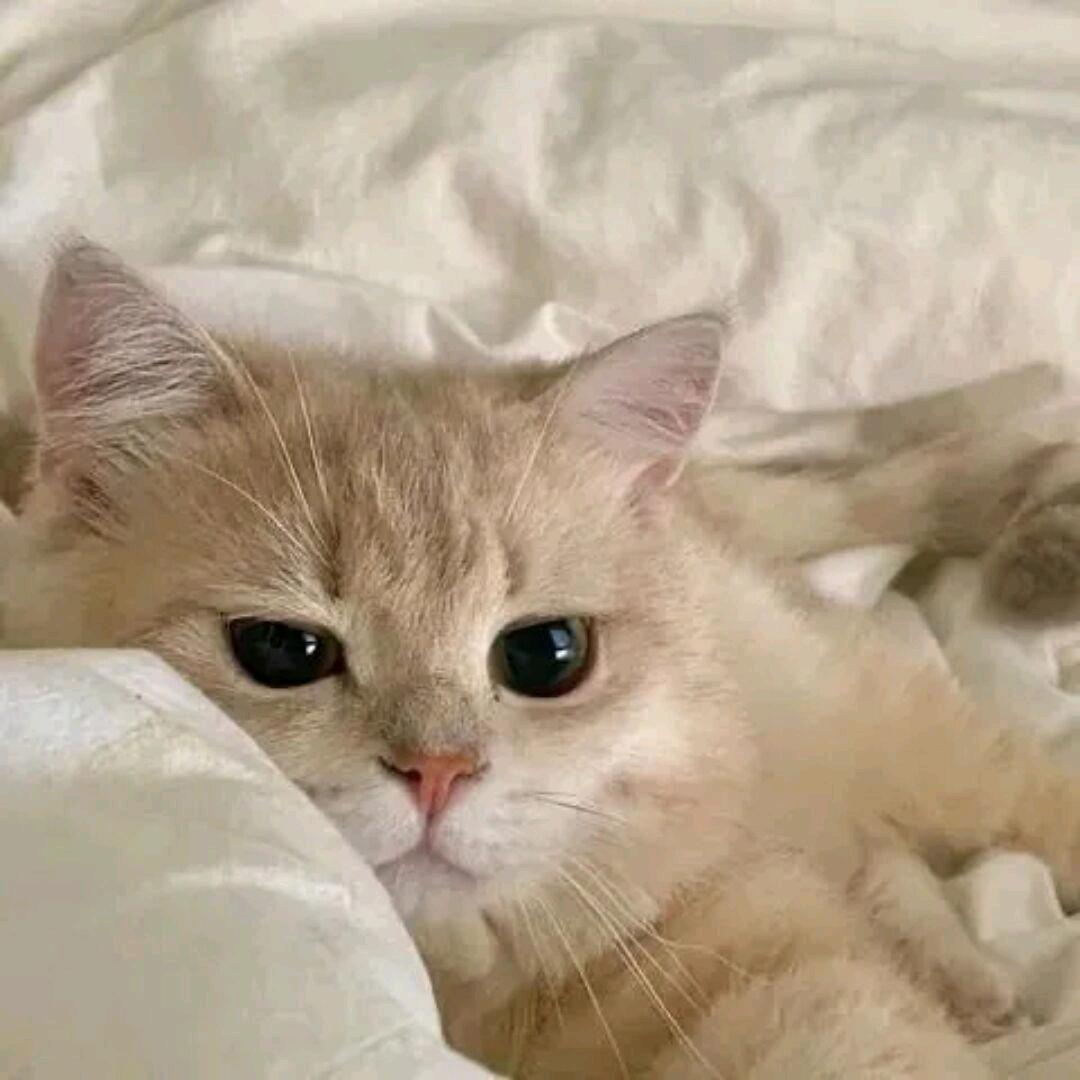 小鹿身体倍儿棒🥛