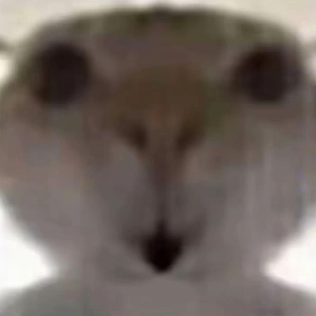 鼠鼠呀