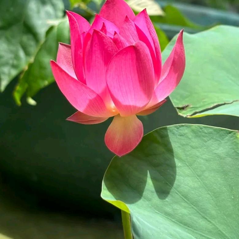 安宁（感恩遇见）