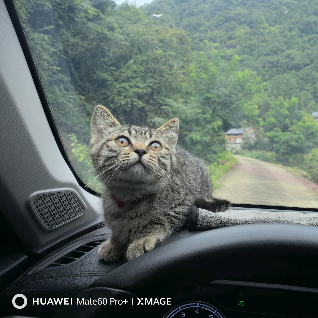 94狸花猫