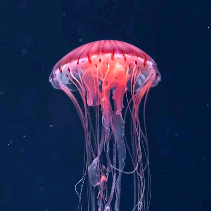 @家有三宝