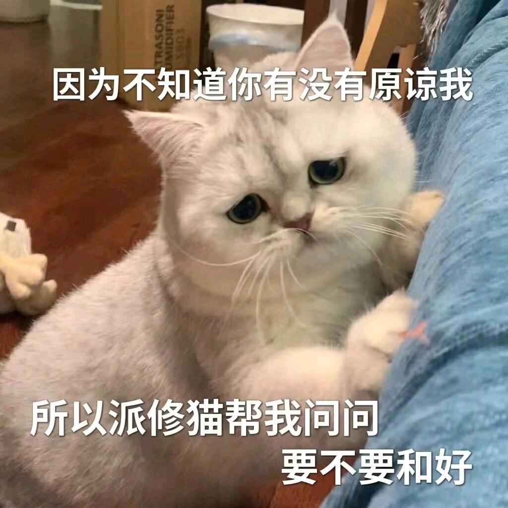小白神偷