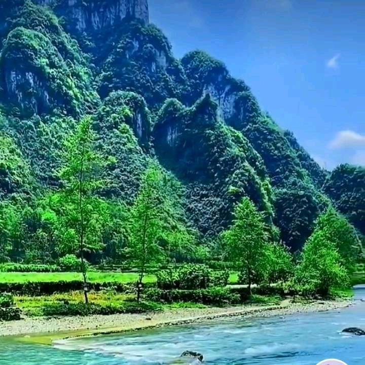高山青松
