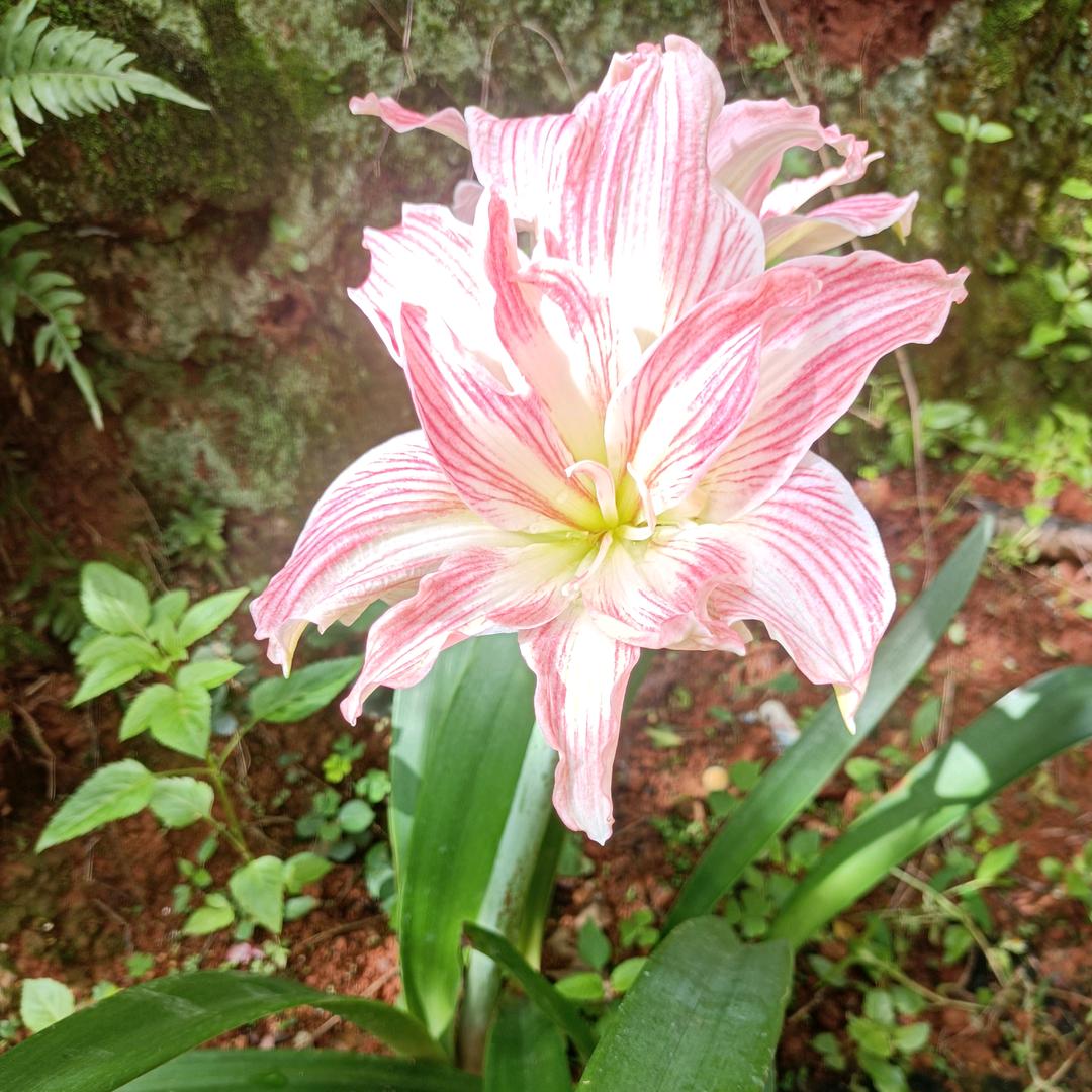 悠悠
