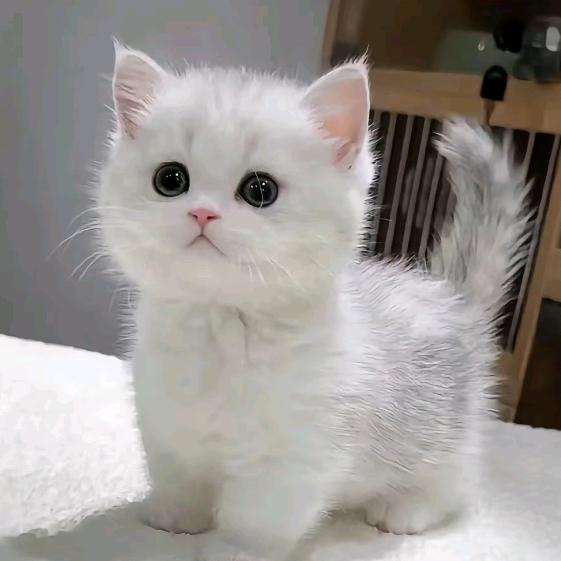 凌晨一点的猫